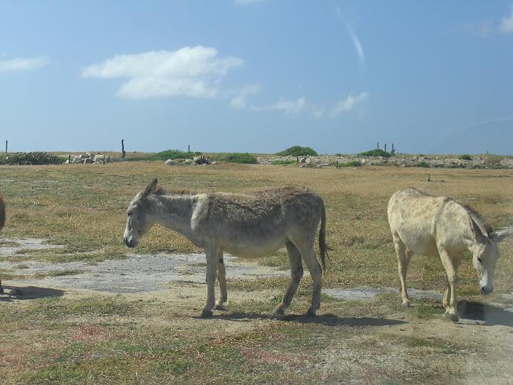 Aruba - January 2008 003.JPG